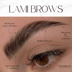 Estructura de un Lamibrow o laminado de cejas, beneficios del laminado de cejas, por que debo hacerme un laminado de cejas Brow Quotes, Lash Lifting, Eyelash Extentions, Lash Room, Brow Lash, Homemade Beauty Tips, Brow Bar, Brow Tinting, Brow Lamination