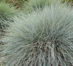 a green bush with lots of blue and white grass in the foreground, surrounded by other plants