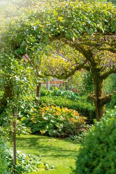 the garden is full of green plants and trees