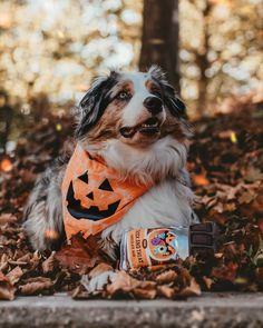 a dog wearing a pumpkin bandana sitting in leaves