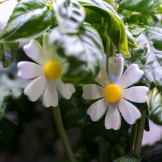 two white and yellow flowers with green leaves