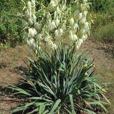 a white flowered plant in the middle of some grass and dirt area with trees behind it