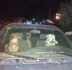 three dogs are sitting in the back seat of a car at night with their head out the window