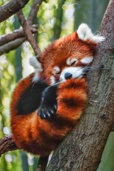 a red panda sleeping on top of a tree branch