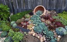 there are many succulents and plants in the garden on this rock bed