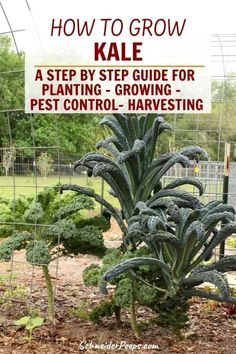 a garden with broccoli growing in it and the title how to grow kale