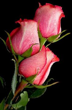 three pink roses with green leaves on a black background and water droplets all over them