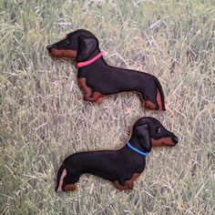 three small black and brown dachshund dogs laying in the middle of tall grass