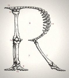 an image of the skeleton of a bird with its lower limbs and upper legs showing