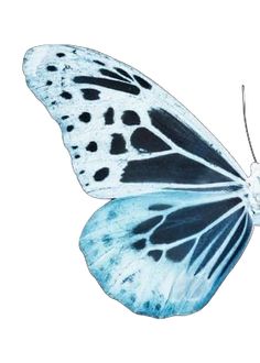 a blue and white butterfly with black spots on its wings