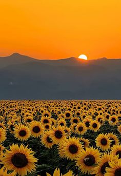 the sun is setting over a field of sunflowers with mountains in the background