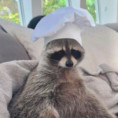 a raccoon wearing a chef's hat on its head