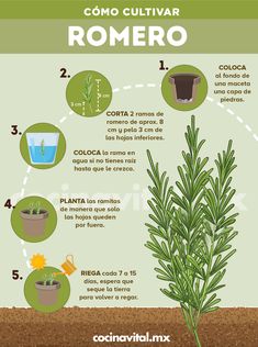 an info poster showing how to grow and care for the plants in your yard or garden