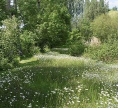 a field with lots of white flowers and trees