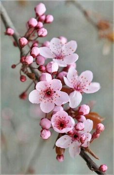 pink flowers are blooming on a branch in front of a gray background and blurry leaves