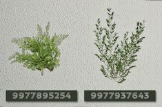 three different types of plants on a white wall