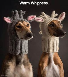 two dogs wearing knitted hats and scarves with the words, welcome behind them