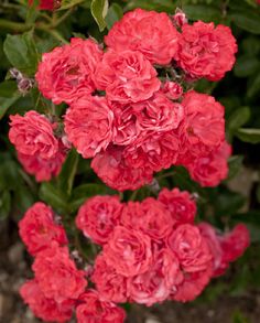 red flowers are blooming in the garden