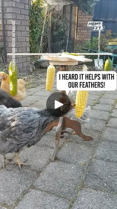 2.4M views · 19K reactions | Chickens Exercising on A Wheel | How to exercise your chickens! 🐓 | By Memezar | Facebook