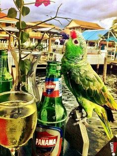 a green parrot sitting on top of a wooden table next to a wine glass and bottle