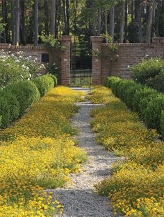 a garden with lots of yellow flowers and bushes