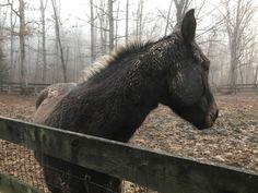 a black horse standing next to a wooden fence in a field covered with leaves and fog