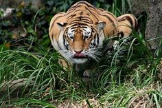 a tiger is walking through some tall grass