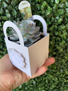 a hand holding a small white box with succulents in it