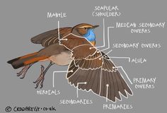 the anatomy of a bird on a gray background