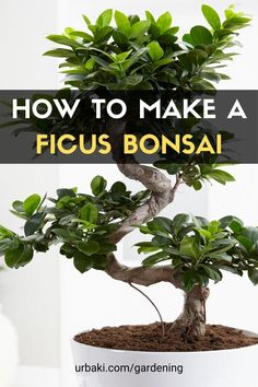 a bonsai tree with the words how to make a ficus bonsai on it