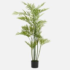 a tall green plant in a black pot