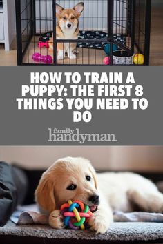 a dog laying on the floor with toys in it's mouth and text overlaying how to train a puppy the first 8 things you need to do