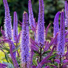 purple flowers with green leaves in the background