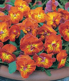 an orange pot filled with lots of flowers