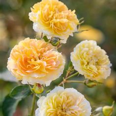 three yellow and white flowers with green leaves