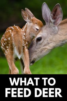 two baby deers are kissing each other with the words, what to feed deer?