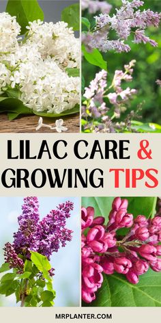 Potted lilac plant on balcony with care guide