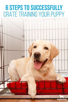 6 steps to successfully crate training your puppy Train Your Puppy, House Training Puppies, Puppy Proofing, Puppy House, Dog Potty Training, Dog Brain