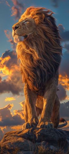 a lion standing on top of a rock in front of a cloudy blue and orange sky