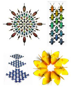 four different types of insects are shown in this image, one is yellow and the other is blue