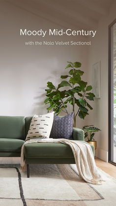 a green couch sitting next to a tall plant in a living room on top of a rug