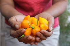 a person holding several peppers in their hands