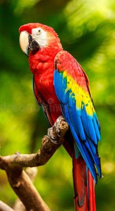 a colorful parrot sitting on top of a tree branch