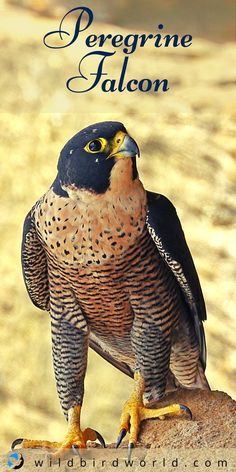 a falcon sitting on top of a rock with the caption's name written below it