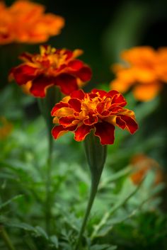 two red and yellow flowers in the middle of some green plants with orange petals on them