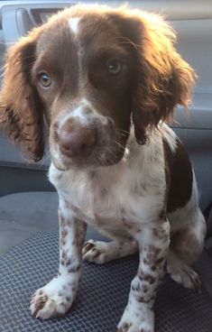 a brown and white dog sitting on top of a car seat