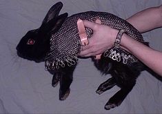 a person is petting a black rabbit with chains on it's collars