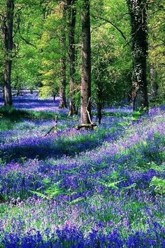 bluebells are blooming in the woods near trees