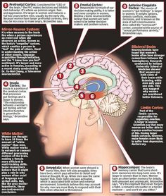 the human brain is labeled in red and white, with instructions on how to use it