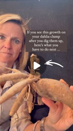 Liselotte Vince | Hudson Valley Flower Farmer on Instagram: "🚨That weird growth is called crown gall and it’s bad news!🚨 

This is the first time I’ve come across it on my dahlias. This tuber was new to me this year and purchased from a respectable grower in the US. 🤷‍♀️

Here’s what you need to do ⬇️

Crown gall has no cure for dahlias 😔, and the bacteria (Agrobacterium tumefaciens) can survive in soil for over a year! 

Here’s how to protect your plants:

🌱 Tubers: Destroy infected ones (don’t compost!) by either burning them or throwing them in the trash.
 🛠️ Tools: Sanitize your tools between every plant both when harvesting flowers and when dividing. 
 🪴 Soil: Rotate crops, solarize, or replace infected soil. Don’t grow dahlias in the same spot for a few years! I’ll be growing Grow Dahlias, How To Protect Yourself, Bad News